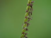 Paspalum distichum 03.jpg