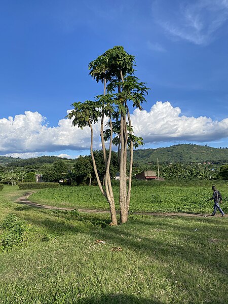 File:Paw paw tree infront of a green mountainous scenery in Rubirizi District.jpg