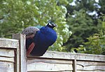 Thumbnail for File:Peacock in the garden of the Trout Inn - geograph.org.uk - 321889.jpg