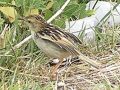 ♂ Cisticola brunnescens