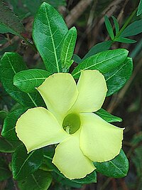 P. luteum, liten allamanda