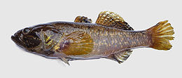 Amurgéb (Perccottus glenii)