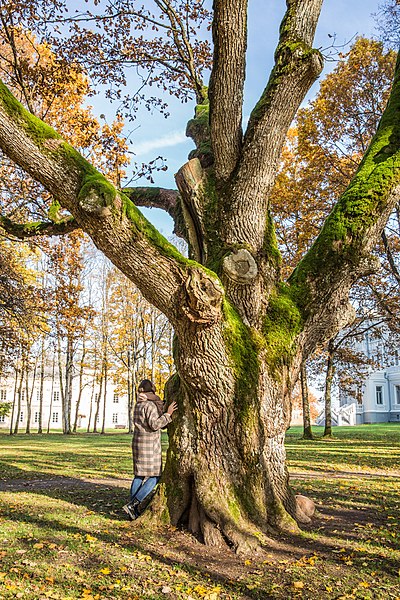 File:Perkūno ąžuolas (2).jpg