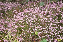 Persicaria vaccinifolia (SG) (32648297730).jpg