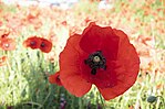 Pétales-Coquelicot.jpg