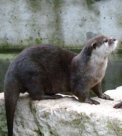 Comment aller à Parc Zoologique du Bois du Petit Chateau en transport en commun - A propos de cet endroit