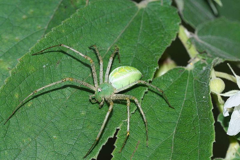 File:Peucetia Sp 05444.jpg