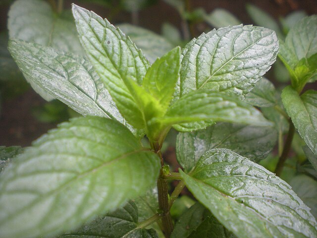 a peppermint plant