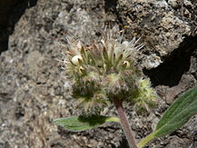 Phacelia hastata var. compacta
Silver-leaf Phacelia, White-leaf Phacelia (pop) Phacelia hastata 16919.JPG
