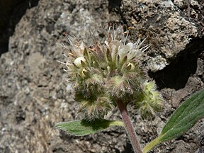 Phacelia hastata