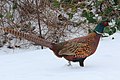 Pheasant cock in the snow