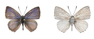 <i>Philiris hindenburgensis</i> Species of butterfly
