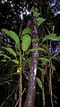 Philodendron blanchetianum Schott (14597794506).jpg