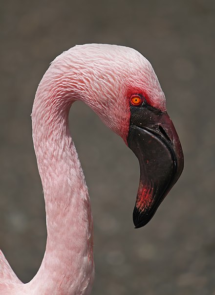 The arcuate bill of this lesser flamingo is well adapted to bottom scooping