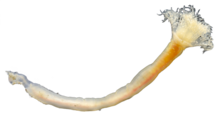 Phoronopsis harmeri IZ 1643662.png