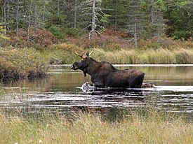 Photo de la semaine - Moose at Conte National Fish and Wildlife Refuge (5149043378).jpg