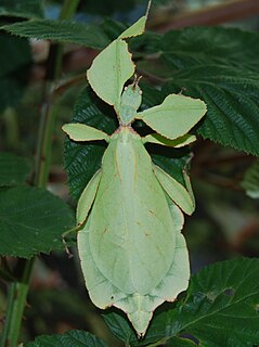 <i>Cryptophyllium westwoodii</i> Species of leaf insect