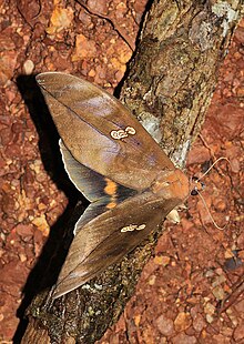 Phyllodes staudingeri, muški.jpg