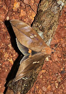 <i>Phyllodes staudingeri</i> Species of moth