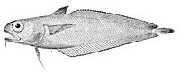 Physiculus fulvus