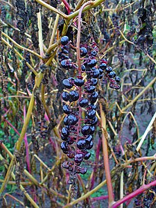 Phytolacca americana Overripe infrutescence