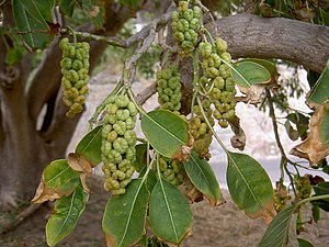 Phytolacca Dioica: Etimología, Descripción, Usos