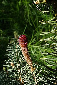 Picea asperata var. notabilis (Épinette Dragon à échelle étroite) (33866215073) .jpg