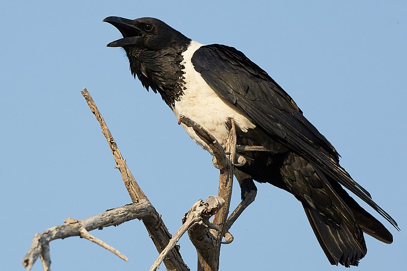 File:Pied Crow 2019-07-25.jpg