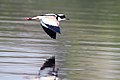 Pied plover (Vanellus cayanus) in flight.JPG