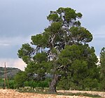Pinus halepensis2.jpg