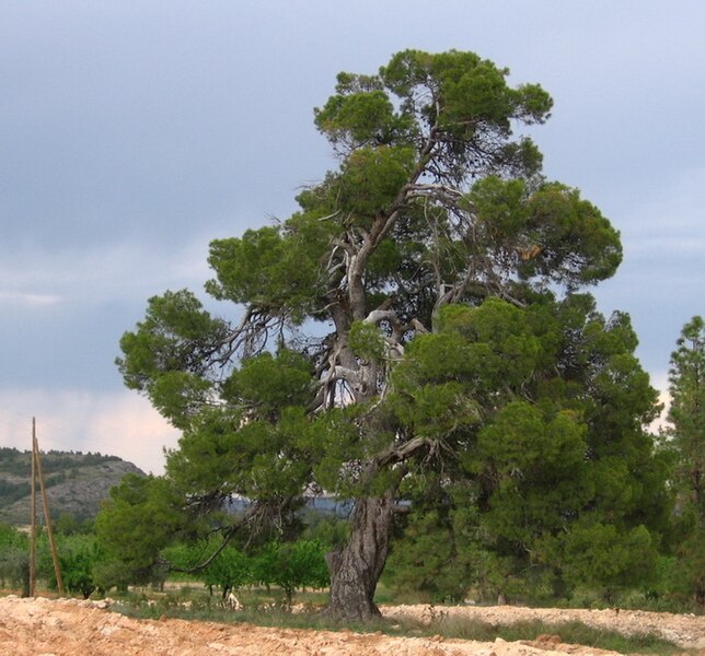 File:Pinus halepensis2.jpg