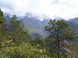 View of the snow-covered Jade Dragon Snow Mountain, with Pinus yunnanensis pines in the foreground. Pinus yunnanensis Yulongxueshan.jpg