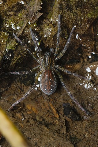 <i>Piratula</i> Genus of spiders