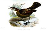 Thumbnail for Lunulated antbird