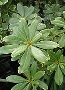 Pittosporum tobira “Variegata”