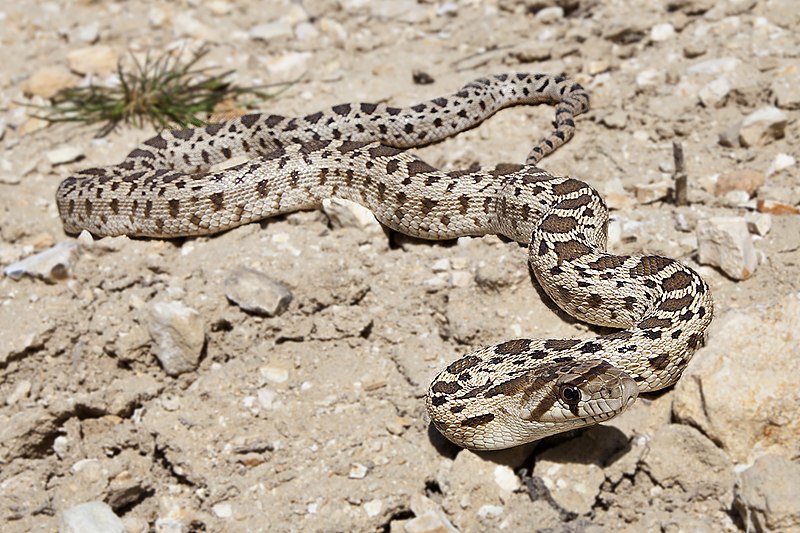 Eastern hognose snake - Wikipedia