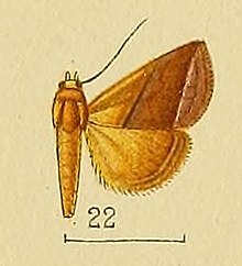 Pl.152-22-Eublemma perobliqua Hampson ، 1910.JPG