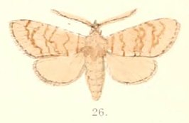 Hyada grisea