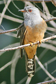 Plaintive cuckoo Species of bird