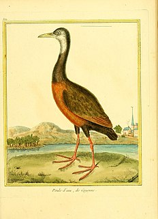 <span class="mw-page-title-main">Brown wood rail</span> Species of bird