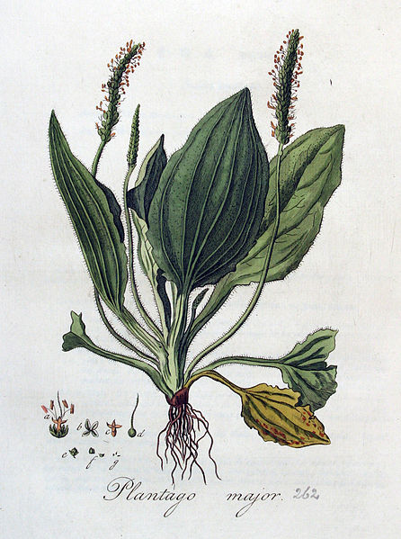 File:Plantago major — Flora Batava — Volume v4.jpg