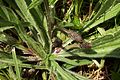 Plantain lancéolé ou Plantain étroit (Plantago lanceolata