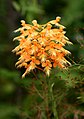 Platanthera ciliaris