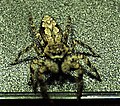 Spider: Anatomy, Behavior, Reproduction and life cycle