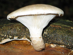 Ąžuolinė kreivabudė (Pleurotus dryinus)