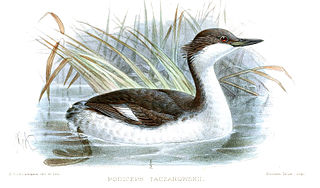 Junin grebe