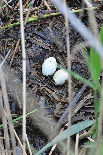 File:Podiceps cristatus (brütend) - Obersee-Holzbrücke-Rapperswil 2011-05-03 17-07-42.JPG