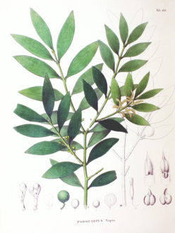 Podocarpus nageia SZ137.png