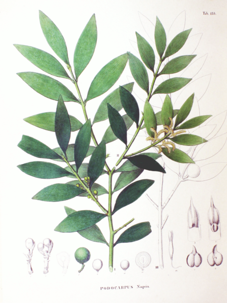 Podocarpus nageia SZ137.png