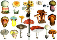 Poisonous and suspicious mushrooms, Otto's Encyclopedia.jpg